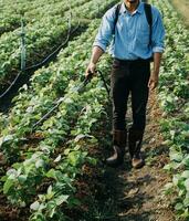 Agriculturist utilize the core data network in the Internet from the mobile to validate, test, and select the new crop method. Young farmers and tobacco farming photo