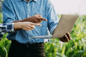 Agriculturist utilize the core data network in the Internet from the mobile to validate, test, and select the new crop method. Young farmers and tobacco farming photo
