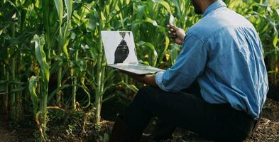 Agriculturist utilize the core data network in the Internet from the mobile to validate, test, and select the new crop method. Young farmers and tobacco farming photo