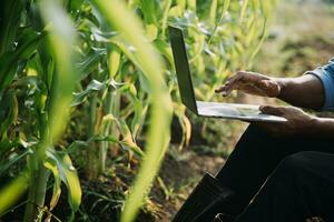 Agriculturist utilize the core data network in the Internet from the mobile to validate, test, and select the new crop method. Young farmers and tobacco farming photo