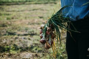 Agriculturist utilize the core data network in the Internet from the mobile to validate, test, and select the new crop method. Young farmers and tobacco farming photo