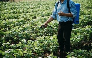 agricultor utilizar el núcleo datos red en el Internet desde el móvil a validar, prueba, y Seleccione el nuevo cosecha método. joven agricultores y tabaco agricultura foto