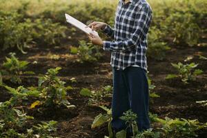 agricultor utilizar el núcleo datos red en el Internet desde el móvil a validar, prueba, y Seleccione el nuevo cosecha método. joven agricultores y tabaco agricultura foto