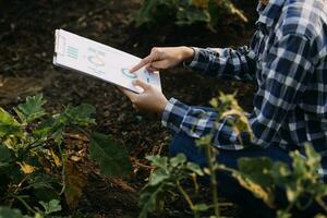 agricultor utilizar el núcleo datos red en el Internet desde el móvil a validar, prueba, y Seleccione el nuevo cosecha método. joven agricultores y tabaco agricultura foto