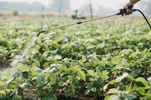 Agriculturist utilize the core data network in the Internet from the mobile to validate, test, and select the new crop method. Young farmers and tobacco farming photo