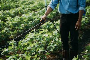 Agriculturist utilize the core data network in the Internet from the mobile to validate, test, and select the new crop method. Young farmers and tobacco farming photo