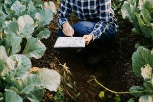 Agriculturist utilize the core data network in the Internet from the mobile to validate, test, and select the new crop method. Young farmers and tobacco farming photo