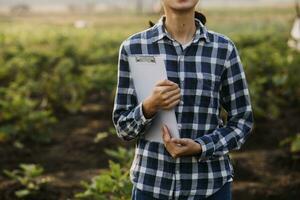 Agriculturist utilize the core data network in the Internet from the mobile to validate, test, and select the new crop method. Young farmers and tobacco farming photo