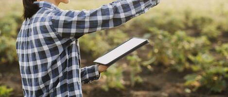 Agriculturist utilize the core data network in the Internet from the mobile to validate, test, and select the new crop method. Young farmers and tobacco farming photo