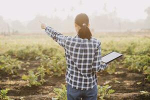 Agriculturist utilize the core data network in the Internet from the mobile to validate, test, and select the new crop method. Young farmers and tobacco farming photo