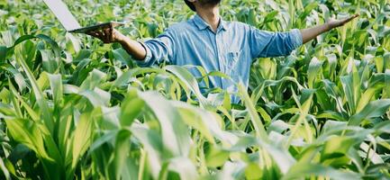 Agriculturist utilize the core data network in the Internet from the mobile to validate, test, and select the new crop method. Young farmers and tobacco farming photo