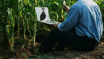 agricultor utilizar el núcleo datos red en el Internet desde el móvil a validar, prueba, y Seleccione el nuevo cosecha método. joven agricultores y tabaco agricultura foto