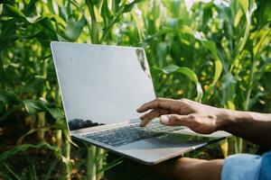 Agriculturist utilize the core data network in the Internet from the mobile to validate, test, and select the new crop method. Young farmers and tobacco farming photo