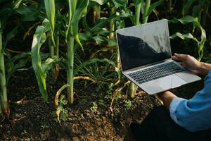 Agriculturist utilize the core data network in the Internet from the mobile to validate, test, and select the new crop method. Young farmers and tobacco farming photo