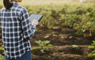 Agriculturist utilize the core data network in the Internet from the mobile to validate, test, and select the new crop method. Young farmers and tobacco farming photo