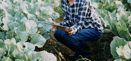 Agriculturist utilize the core data network in the Internet from the mobile to validate, test, and select the new crop method. Young farmers and tobacco farming photo