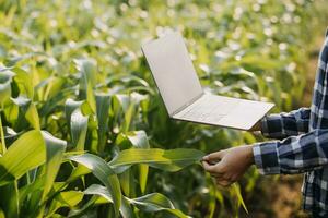 agricultor utilizar el núcleo datos red en el Internet desde el móvil a validar, prueba, y Seleccione el nuevo cosecha método. joven agricultores y tabaco agricultura foto