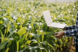 agricultor utilizar el núcleo datos red en el Internet desde el móvil a validar, prueba, y Seleccione el nuevo cosecha método. joven agricultores y tabaco agricultura foto