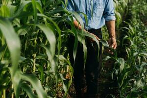 Agriculturist utilize the core data network in the Internet from the mobile to validate, test, and select the new crop method. Young farmers and tobacco farming photo