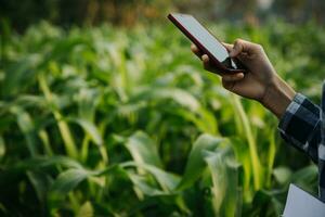 Agriculturist utilize the core data network in the Internet from the mobile to validate, test, and select the new crop method. Young farmers and tobacco farming photo