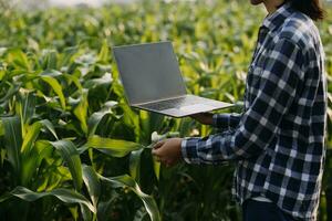 Agriculturist utilize the core data network in the Internet from the mobile to validate, test, and select the new crop method. Young farmers and tobacco farming photo