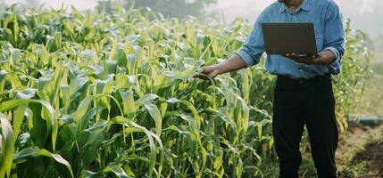 Agriculturist utilize the core data network in the Internet from the mobile to validate, test, and select the new crop method. Young farmers and tobacco farming photo