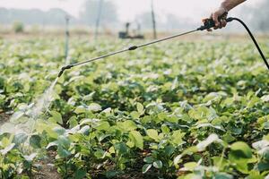 Agriculturist utilize the core data network in the Internet from the mobile to validate, test, and select the new crop method. Young farmers and tobacco farming photo