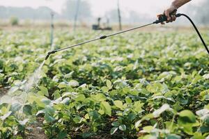 Agriculturist utilize the core data network in the Internet from the mobile to validate, test, and select the new crop method. Young farmers and tobacco farming photo