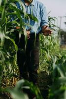 Agriculturist utilize the core data network in the Internet from the mobile to validate, test, and select the new crop method. Young farmers and tobacco farming photo