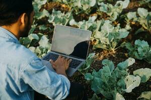 Agriculturist utilize the core data network in the Internet from the mobile to validate, test, and select the new crop method. Young farmers and tobacco farming photo