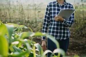 Agriculturist utilize the core data network in the Internet from the mobile to validate, test, and select the new crop method. Young farmers and tobacco farming photo