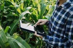 Agriculturist utilize the core data network in the Internet from the mobile to validate, test, and select the new crop method. Young farmers and tobacco farming photo