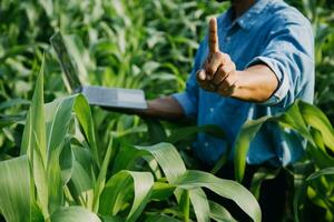 Agriculturist utilize the core data network in the Internet from the mobile to validate, test, and select the new crop method. Young farmers and tobacco farming photo