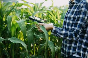 Agriculturist utilize the core data network in the Internet from the mobile to validate, test, and select the new crop method. Young farmers and tobacco farming photo