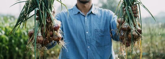 Agriculturist utilize the core data network in the Internet from the mobile to validate, test, and select the new crop method. Young farmers and tobacco farming photo