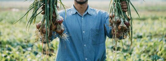 Agriculturist utilize the core data network in the Internet from the mobile to validate, test, and select the new crop method. Young farmers and tobacco farming photo