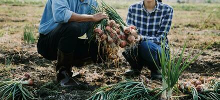 Agriculturist utilize the core data network in the Internet from the mobile to validate, test, and select the new crop method. Young farmers and tobacco farming photo