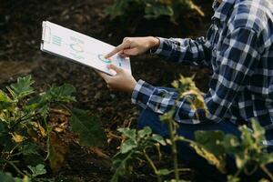 Agriculturist utilize the core data network in the Internet from the mobile to validate, test, and select the new crop method. Young farmers and tobacco farming photo