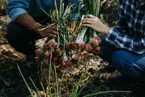 Agriculturist utilize the core data network in the Internet from the mobile to validate, test, and select the new crop method. Young farmers and tobacco farming photo