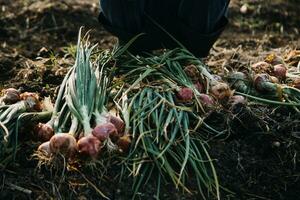 Agriculturist utilize the core data network in the Internet from the mobile to validate, test, and select the new crop method. Young farmers and tobacco farming photo