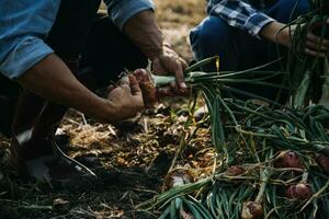 Agriculturist utilize the core data network in the Internet from the mobile to validate, test, and select the new crop method. Young farmers and tobacco farming photo