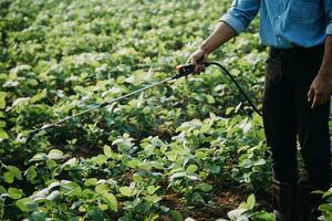 Agriculturist utilize the core data network in the Internet from the mobile to validate, test, and select the new crop method. Young farmers and tobacco farming photo