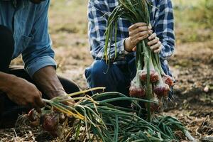 Agriculturist utilize the core data network in the Internet from the mobile to validate, test, and select the new crop method. Young farmers and tobacco farming photo