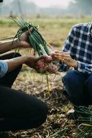 Agriculturist utilize the core data network in the Internet from the mobile to validate, test, and select the new crop method. Young farmers and tobacco farming photo