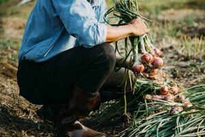 Agriculturist utilize the core data network in the Internet from the mobile to validate, test, and select the new crop method. Young farmers and tobacco farming photo