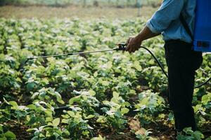 Agriculturist utilize the core data network in the Internet from the mobile to validate, test, and select the new crop method. Young farmers and tobacco farming photo