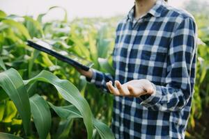 Agriculturist utilize the core data network in the Internet from the mobile to validate, test, and select the new crop method. Young farmers and tobacco farming photo