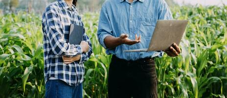 agricultor utilizar el núcleo datos red en el Internet desde el móvil a validar, prueba, y Seleccione el nuevo cosecha método. joven agricultores y tabaco agricultura foto