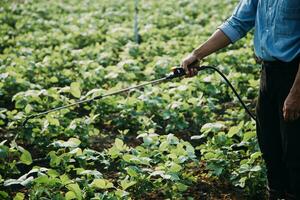 agricultor utilizar el núcleo datos red en el Internet desde el móvil a validar, prueba, y Seleccione el nuevo cosecha método. joven agricultores y tabaco agricultura foto