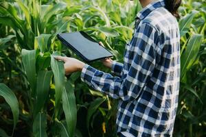 Agriculturist utilize the core data network in the Internet from the mobile to validate, test, and select the new crop method. Young farmers and tobacco farming photo